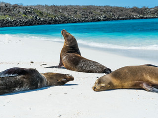 Fototapeta premium Sea lions on Gardner Bay Beach, Espanola Island
