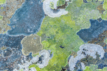 Map lichen on a rock