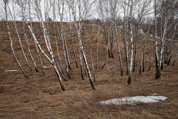 spring landscape birch grove on the background of old grass and snow