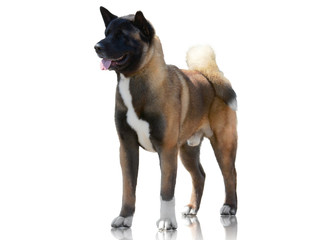 American Akita stand isolated on white background