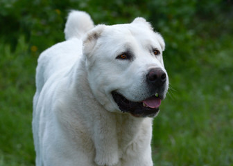 Portrait of a White Central Asian shepherd dog