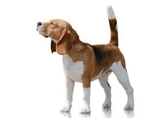 Beagle dog stand isolated on  white background