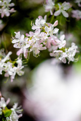 White rhododendron blooms against the background of green grass 
