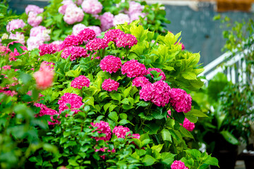 Rose hydrangea bushes bloom in the garden