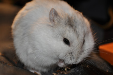 hamster