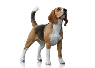 Beagle dog stand isolated on  white background