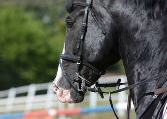 Black sport horse. Horse bridle, snaffle. Horse mouth. Equestrian sport in details