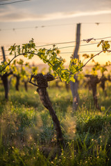 Jeune branche avec des rayons du soleil dans les vignobles bordelais