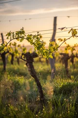 Photo sur Aluminium Vignoble Jeune branche avec des rayons du soleil dans les vignobles bordelais