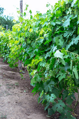 Fototapeta na wymiar Beautiful young unripe grapes at summer