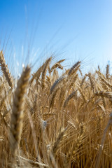 Wheat on the field. Plant, nature, rye.