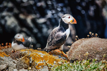 Close view of two puffins on a rock  on sunny day