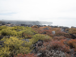 Marine Iguana at Punta Suarez, Espanola Island, Galapagos Islands, Ecuador