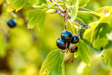 bunch of ripe black currant on a bush in the garden