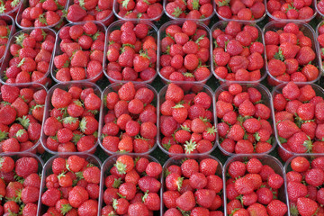 Barquettes de fraises