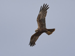 Western marsh harrier (Circus aeruginosus)