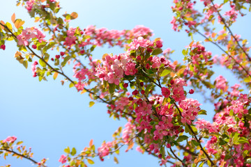 Closeup of a pink peach flower on the branch. Branch of a blooming cherry-tree in springtime