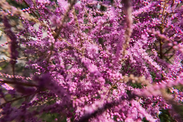 Tamarisk or Tamarix pink flower plant. Beautiful wild nature wallpaper background. No people.