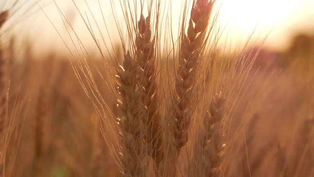 Golden ears of wheat on the field at sunset. Close up of ripe wheat ears. Beautiful backdrop of ripening ears of golden field.
