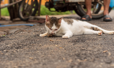 Thai Cat Breeds Are enjoying Indian acalypha and are alternately white cats.