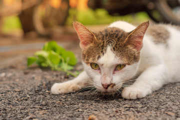 Thai Cat Breeds Are enjoying Indian acalypha and are alternately white cats.