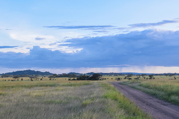 Obraz premium Elephants on the Serengeti at Dusk