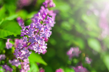 Background flowers lilacs