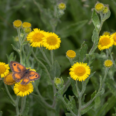 Gatekeeper feeding on a Common Fleabane (Pulicaria dysenterica) flowering near Ardingly Reservoir in Sussex