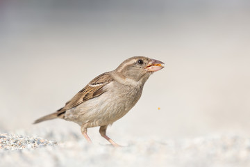 Passero domestico (Passer domesticus)