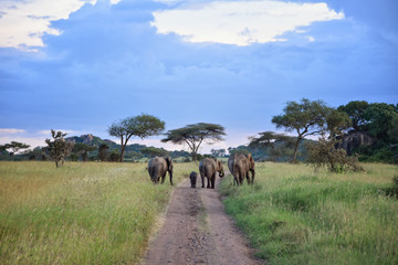Elephants on the Serengeti at Dusk