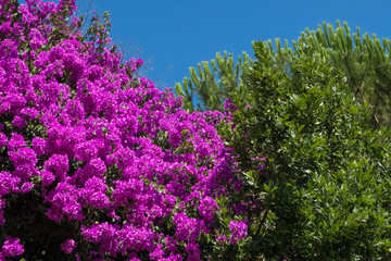 Beautiful nature image of pink bougainvillea near a green leafs tree with blue sky in the background. No people.