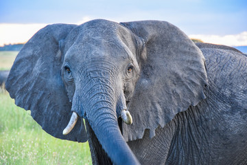 Elephants on the Serengeti at Dusk