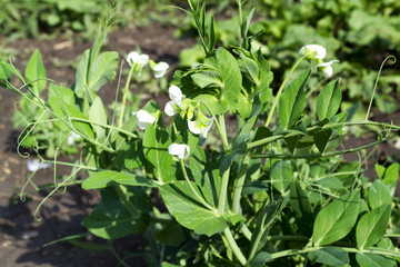 Young shoots and flowers in a field of peas.