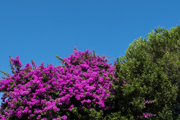 Beautiful nature image of pink bougainvillea near a green leafs tree with blue sky in the background. No people.