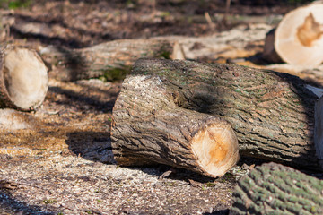 Logs are in the forest.