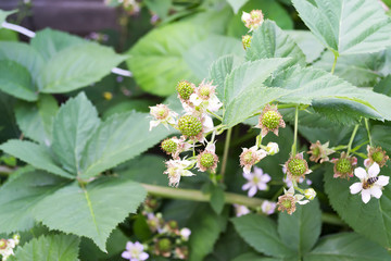 Blossoming bush of a blackberry in a spring garden. Natural background