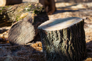 Logs are in the forest.