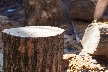 Logs are in the forest.