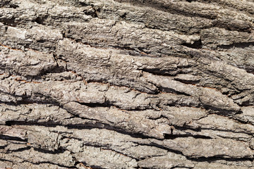 Logs are in the forest.