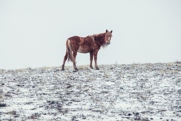 red horse stands on snowy ground