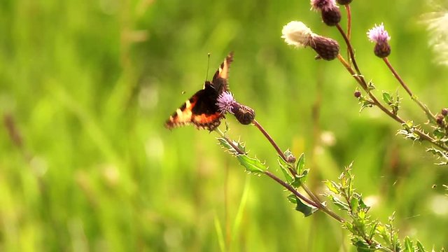 Butterfly landing on a plant.