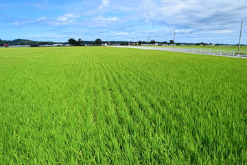 稔り始めた稲穂