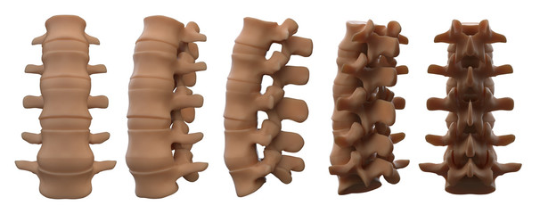 3drendering illustration of vertebrae