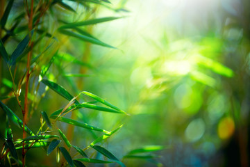 Bambuswald. Wachsendes Bambus-Grenzdesign über unscharfem sonnigem Hintergrund. Naturkulisse