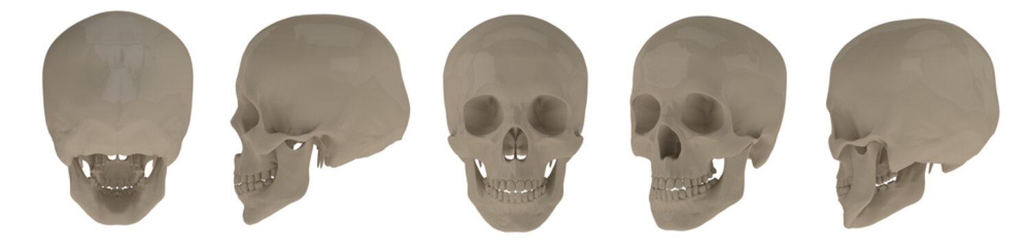 3d rendering illustration of skull