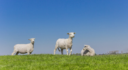 Obraz premium Sheep grazing on a dutch dike near Groningen, Netherlands