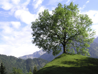 Fototapeta premium Baum in den Bergen