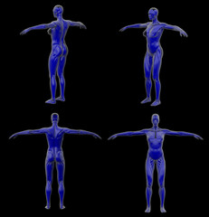 Obraz premium 3d rendering illustration of muscle