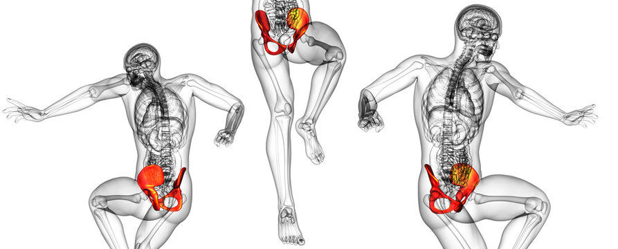 3d rendering illustration of pelvis