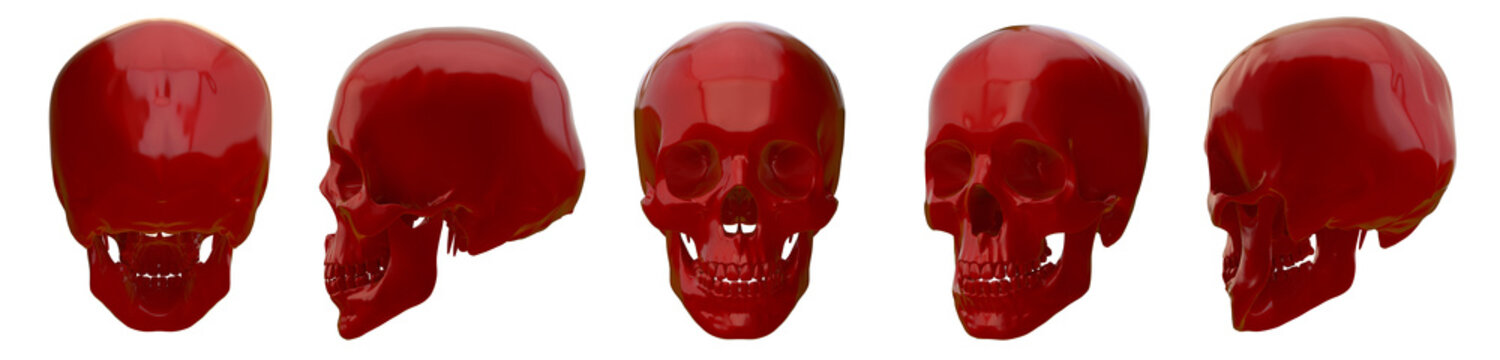 3d rendering illustration of skull